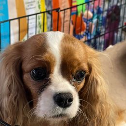 Pansy - Cavalier King Charles Spaniel