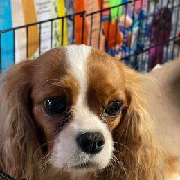 Pansy - Cavalier King Charles Spaniel