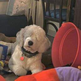 Old English Sheepdog All Grown Up from Canine Castle of Cleveland