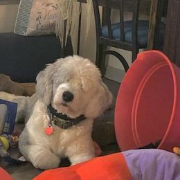 Old English Sheepdog All Grown Up from Canine Castle of Cleveland