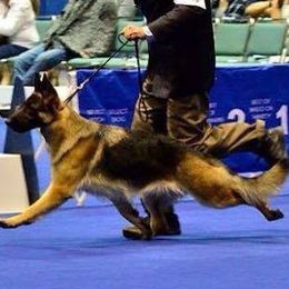 German Shepherd All Grown Up from Wonderland Kennel