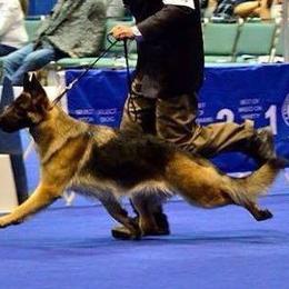 German Shepherd All Grown Up from Wonderland Kennel