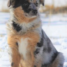 Australian Shepherds from Gypsy Creek Aussies & Stock Dogs