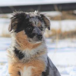 Australian Shepherds from Gypsy Creek Aussies & Stock Dogs