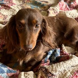 Laveau - Dachshund