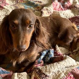 Laveau - Dachshund