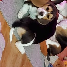 Beagles from Poltava Kennels