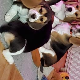 Beagles from Poltava Kennels