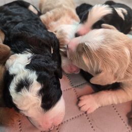 Bernedoodles from Greene Tree Bernadoodle