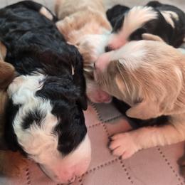 Bernedoodles from Greene Tree Bernadoodle