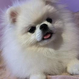 Mila - Pomeranian