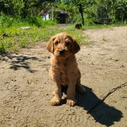 Goldendoodle Puppies from Renegade Retrievers of the North