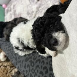 Harry F1b - Tri-color male Cavapoo puppy in Wamego, Kansas from Doodles of Oz