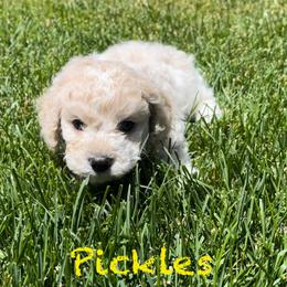 Poodle Puppies from Caboodles Of Poodles