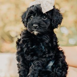 Yellow Girl - Black female Cavapoo puppy in Mckinney, Texas from Doodles of North Tx