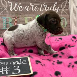 Female 3 - Liver roan female German Shorthaired Pointer puppy in Kathleen, Florida from Alex Yates GSP's