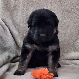 Orange Collar - Black and red male German Shepherd puppy in Louisville, Ohio from Crooked River German Shepherds
