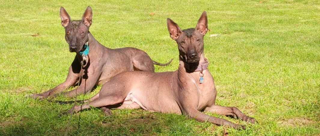 Sophie - Xoloitzcuintli