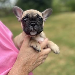 Black and Tan Coonhound and French Bulldog Puppies from Kalan Kennel
