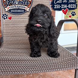 Girl 3 - Black female Cockapoo puppy in Mobile, Alabama from Ace of Spades Yorkies