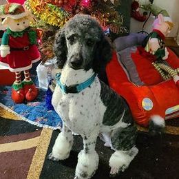 MALIKA - Poodle