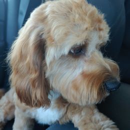 Bernedoodles and Cavapoos from Cavapoo Acres