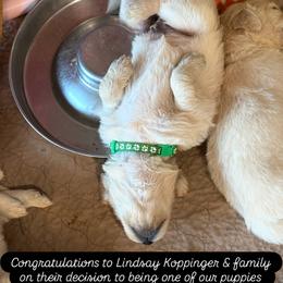 MALE- your puppy will be temperament matched to you - Light golden male Golden Retriever puppy in Yuba City, California from Family Loved Golden Retrievers