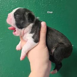 Cruz (Boy 1) - Black brindle and white male Boston Terrier puppy in Denver, Colorado from Diamonds In The Ruff Boston Terriers