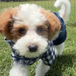 Bean - Parti male Goldendoodle puppy in Decatur, Texas from Scherrer Sweet Goldendoodles