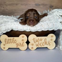 Silver Girl-Phantom Brown Merle - Merle female Goldendoodle puppy in Lowville, New York from DM Hilltop FURfamily