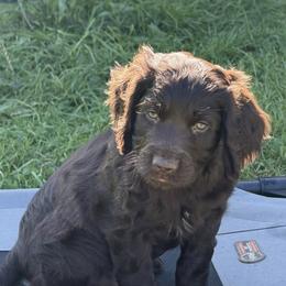 Boykin Spaniels from PABS KENNELS