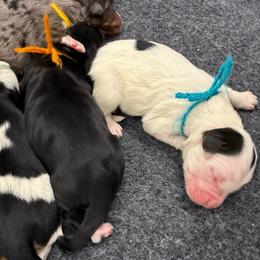 Girl 2 - Tri-color female Bernedoodle puppy in Hegins, Pennsylvania from Bubbling Springs Doodles, LLC