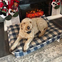 Bailey - Goldendoodle