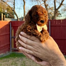 Poodle Puppies from PRETTY IN RED POODLES