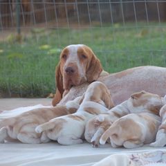 Bracco Italianos from Riverbend Braccos