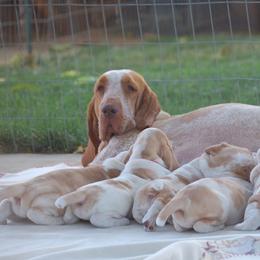 Bracco Italianos from Riverbend Braccos