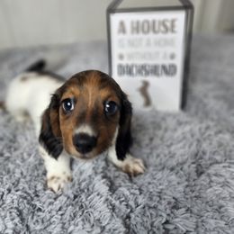 Dachshund Puppies from Mighty Paws Manor
