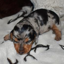 JoJo - Black and tan female Dachshund puppy in Karnes County, Texas from Lazzy Z Dachshunds