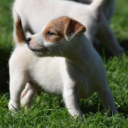 Alvin - male Jack Russell Terrier puppy in Menifee, California from Wendover Terriers