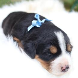 Blue Bow - Tri-color female Bernese Mountain Dog puppy in Middlesex, North Carolina from Willow Springs Doodles & Berners