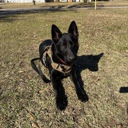 Akiela stalk - Black female German Shepherd puppy in Lake Charlse, Louisiana from Dettaalpha Kennels