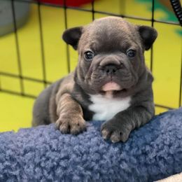 French Bulldogs from Ruffhausen Frenchies