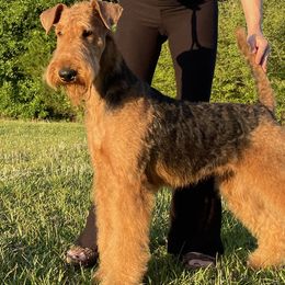 Gambit - Airedale Terrier