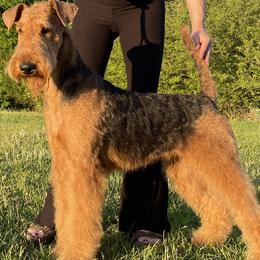 Gambit - Airedale Terrier