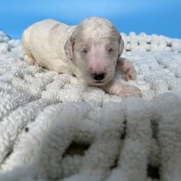 Socks - Cream male Labradoodle puppy in Ellenwood, Georgia from Four Paws Down