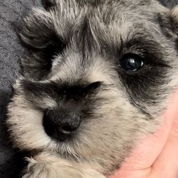 Boy 2 - Miniature Schnauzer puppy in Hull, Georgia from Ardent Miniature Schnauzers of Athens