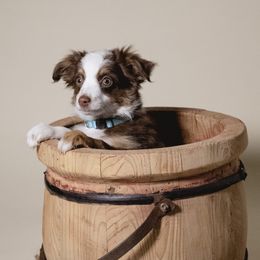 Boy 1 - Red tri male Toy Australian Shepherd puppy in Fresno, California from Duarte's Paw Blessings