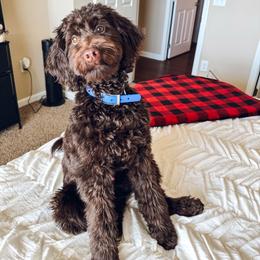 Briggs - Goldendoodle