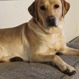 Ivy - Labrador Retriever