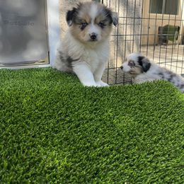 Dachshund and Miniature American Shepherd Puppies from Long Dog Inc.